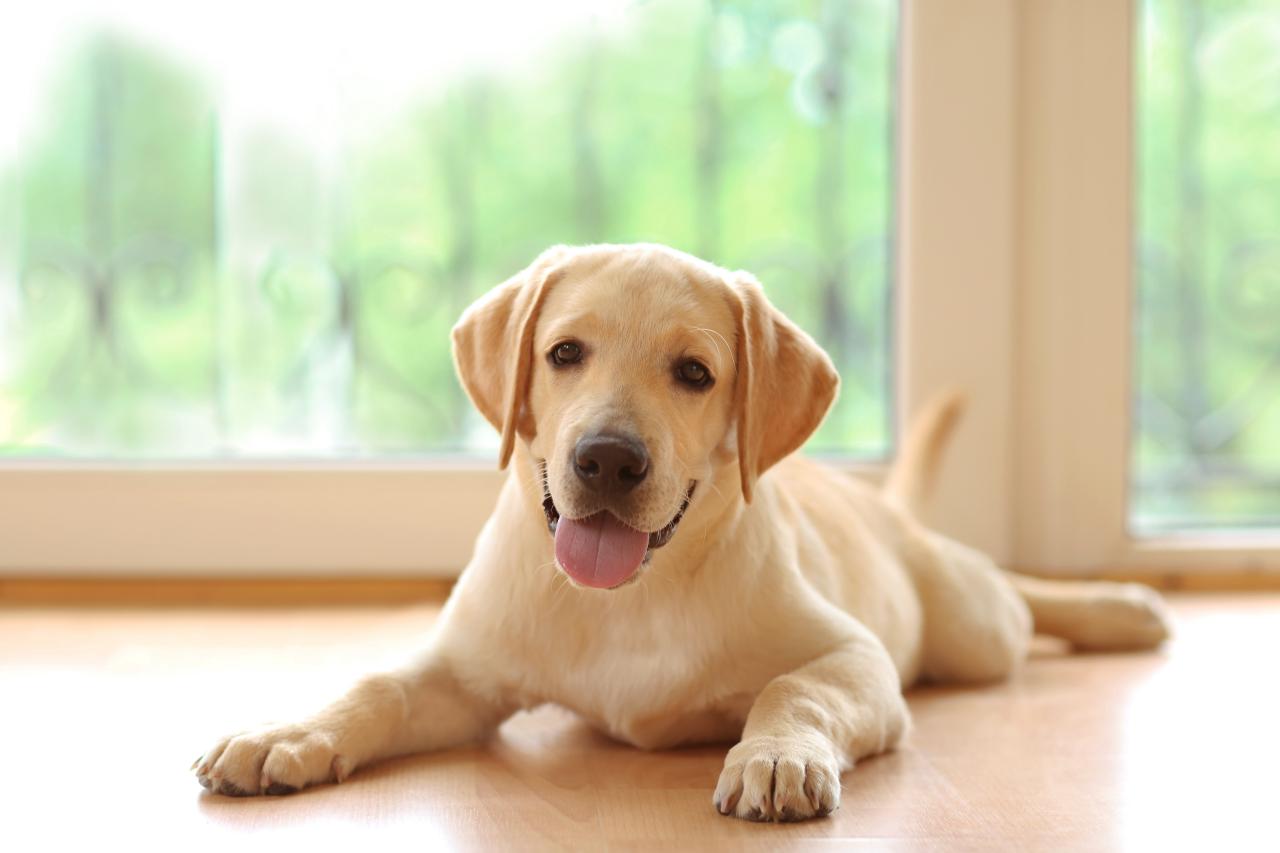 Paw-sitive Solutions: Understanding and Addressing Your Pet's Behavior